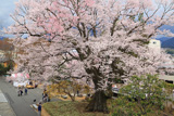 安富桜