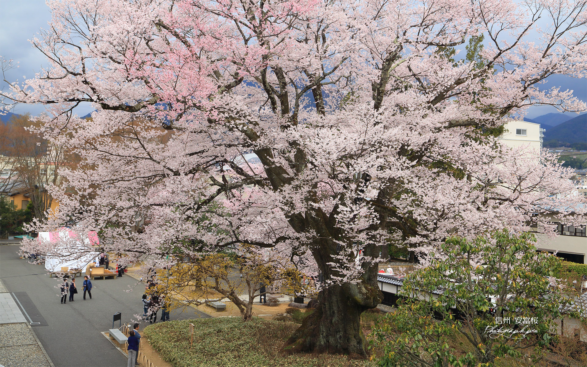 安富桜
