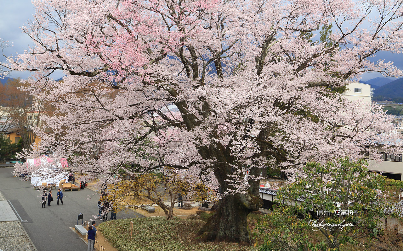 安富桜 壁紙