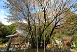 中将姫誓願桜