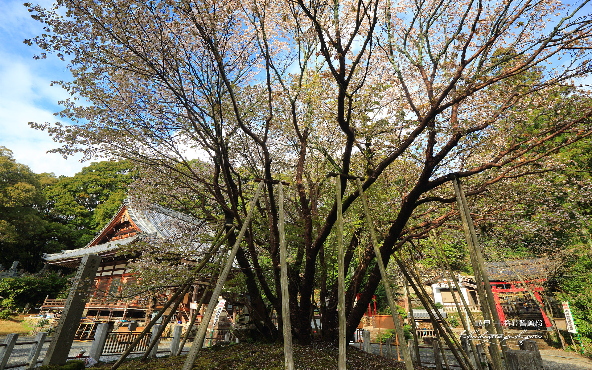 中将姫誓願桜