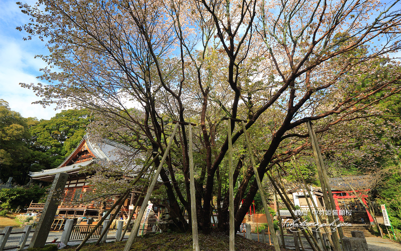 中将姫誓願桜 壁紙