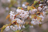 中将姫誓願桜
