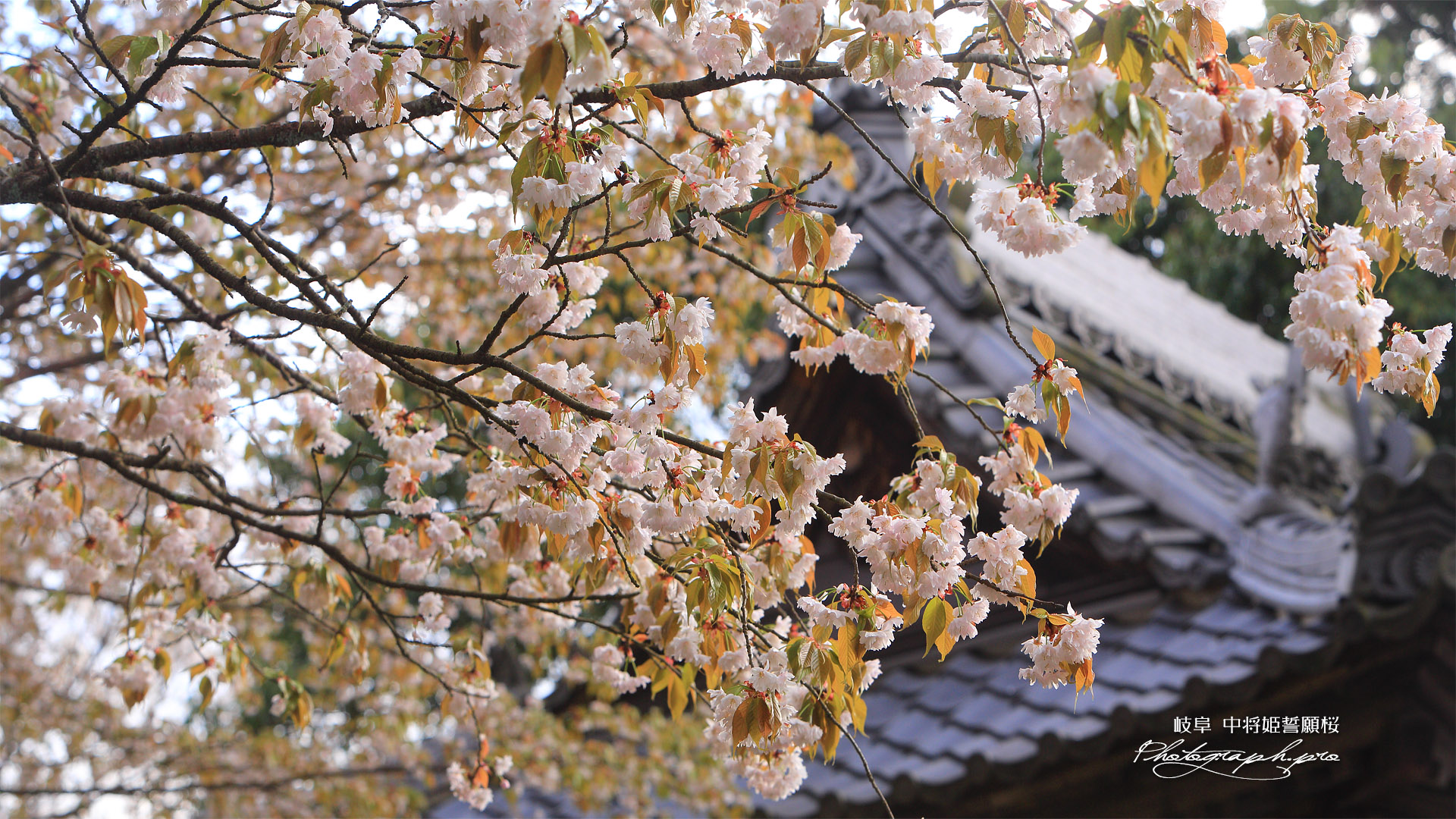 中将姫誓願桜