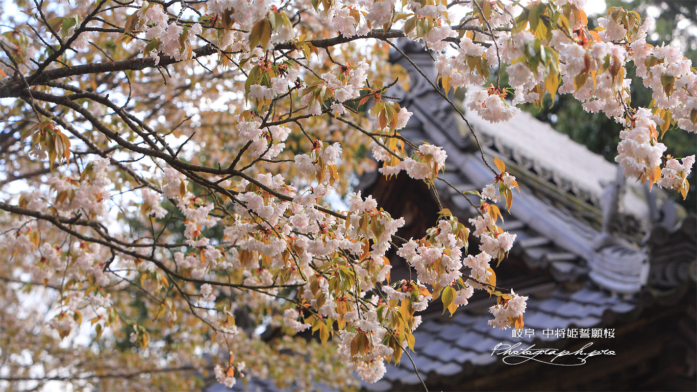 中将姫誓願桜 壁紙