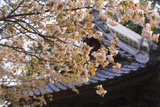 中将姫誓願桜