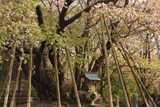 中将姫誓願桜