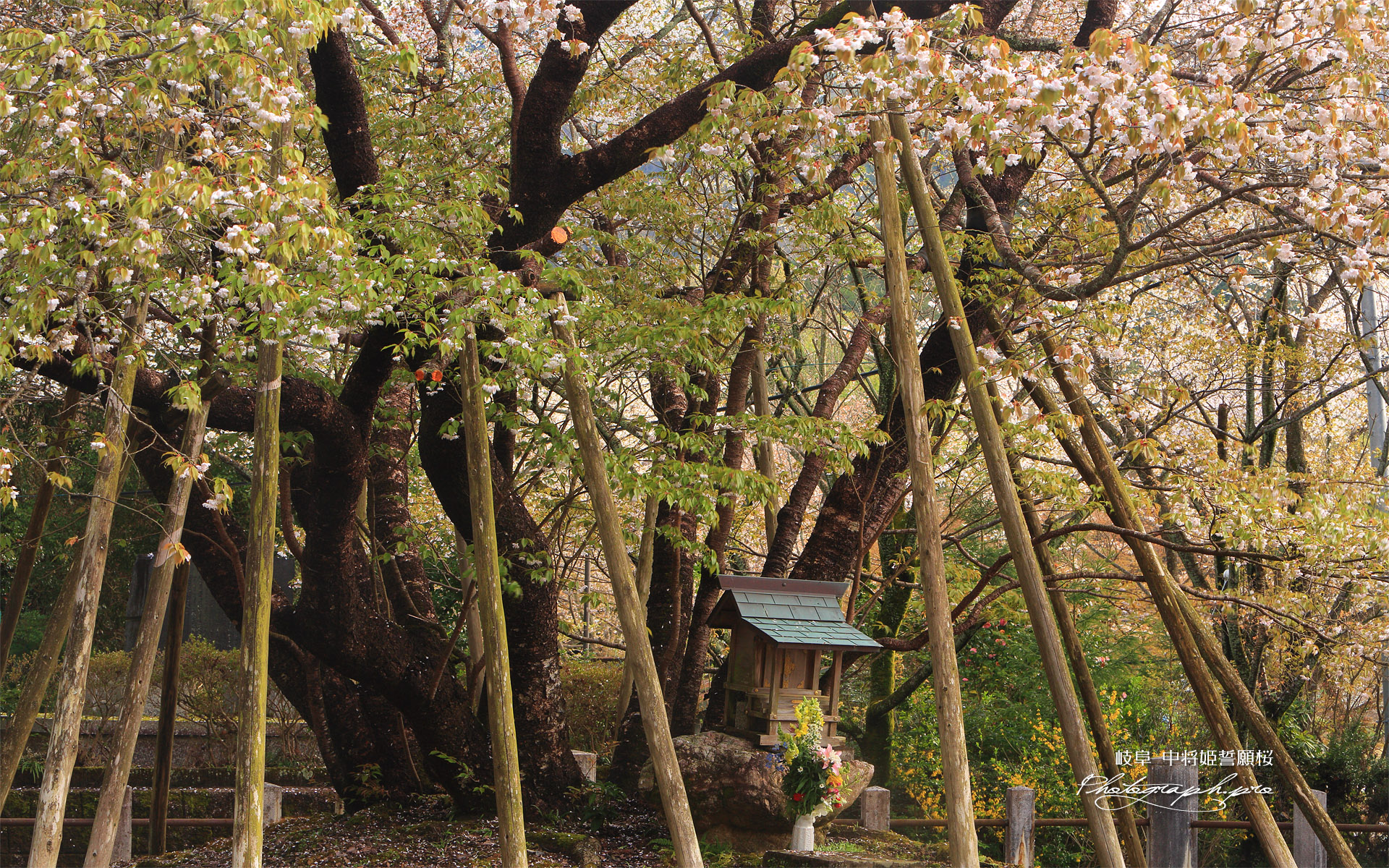中将姫誓願桜