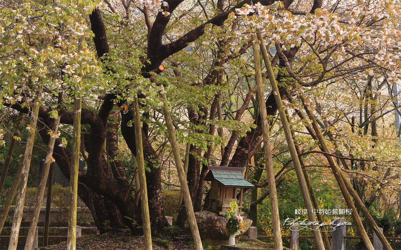 中将姫誓願桜 壁紙