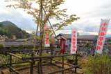 中将姫誓願桜