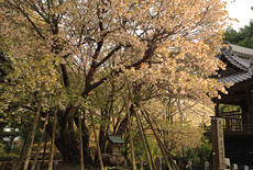 中将姫誓願桜