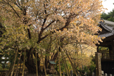 中将姫誓願桜