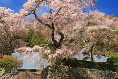 香住寺のシダレザクラ