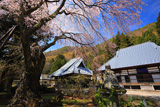 香住寺のシダレザクラ