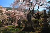 香住寺のシダレザクラ
