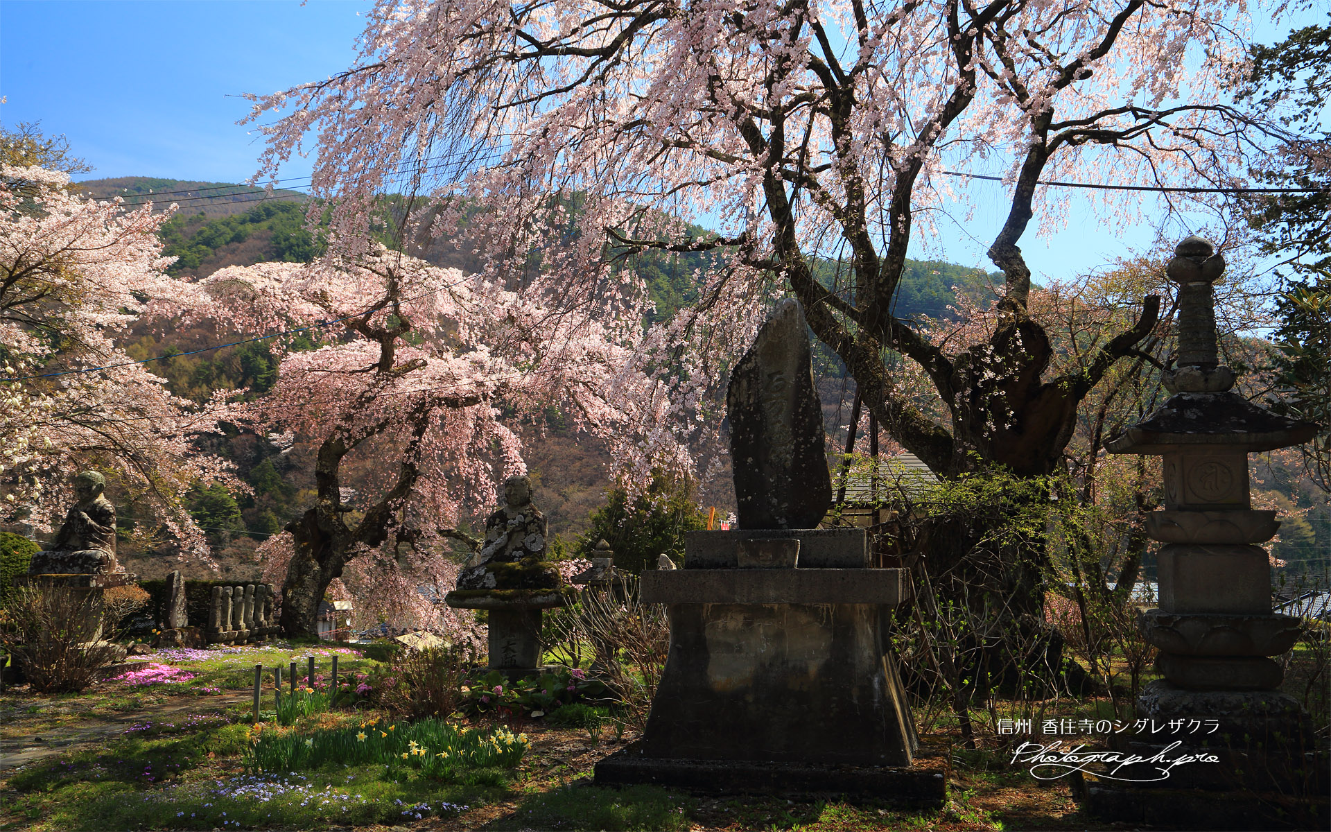 香住寺のシダレザクラ