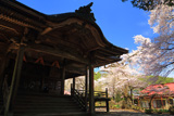 薬王寺のサクラ