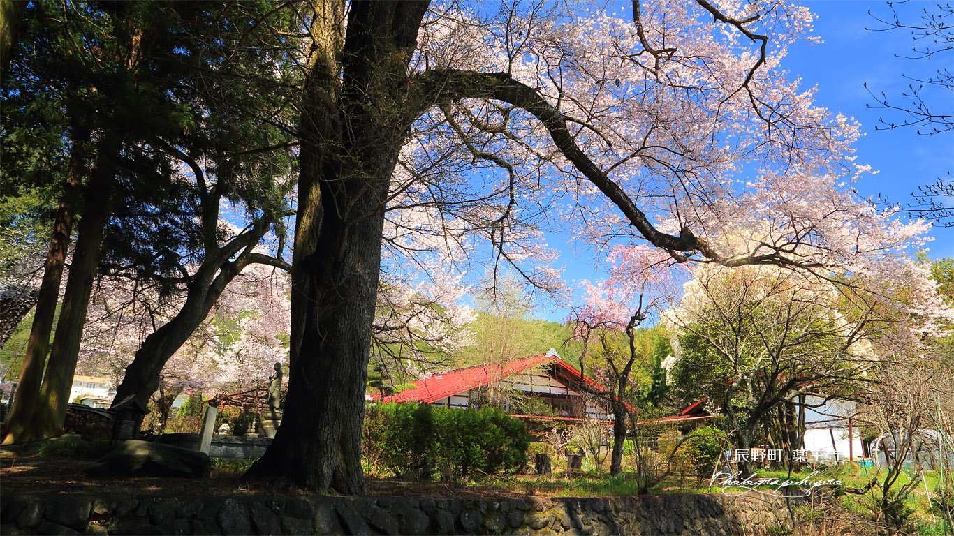 辰野町 薬王寺の桜 壁紙