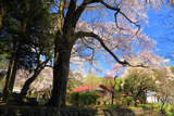 辰野町 薬王寺の桜