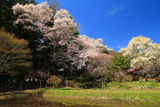 薬王寺の桜
