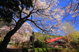 薬王寺の桜