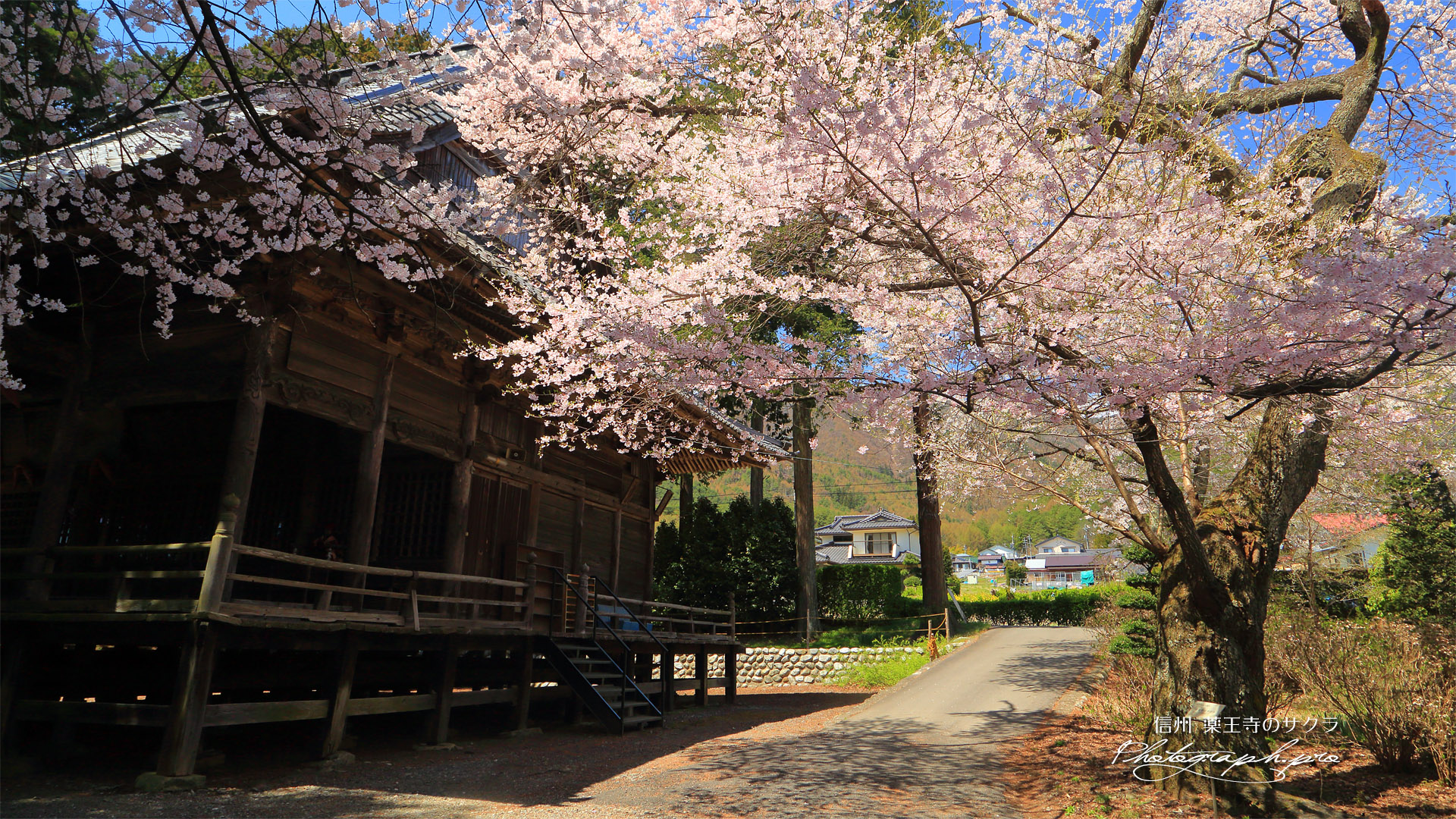 薬王寺のサクラ