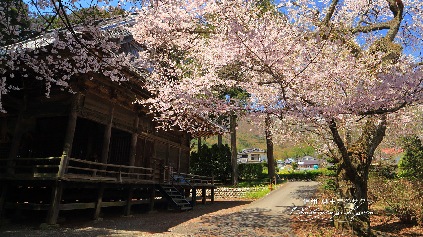 薬王寺のサクラ 壁紙