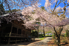 薬王寺のサクラ