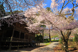 薬王寺のサクラ