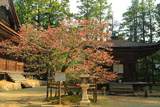 三昧堂の西行桜