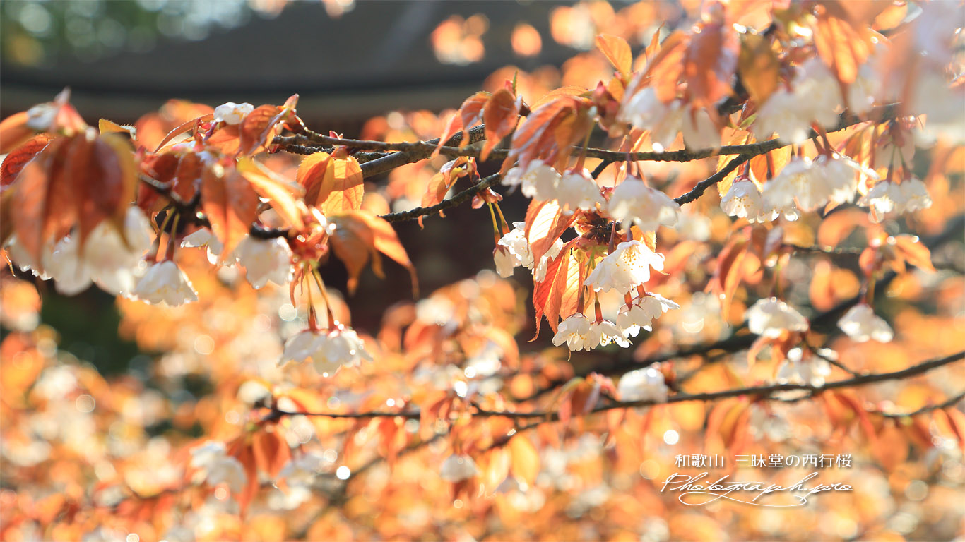 三昧堂の西行桜 壁紙
