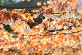 三昧堂の西行桜