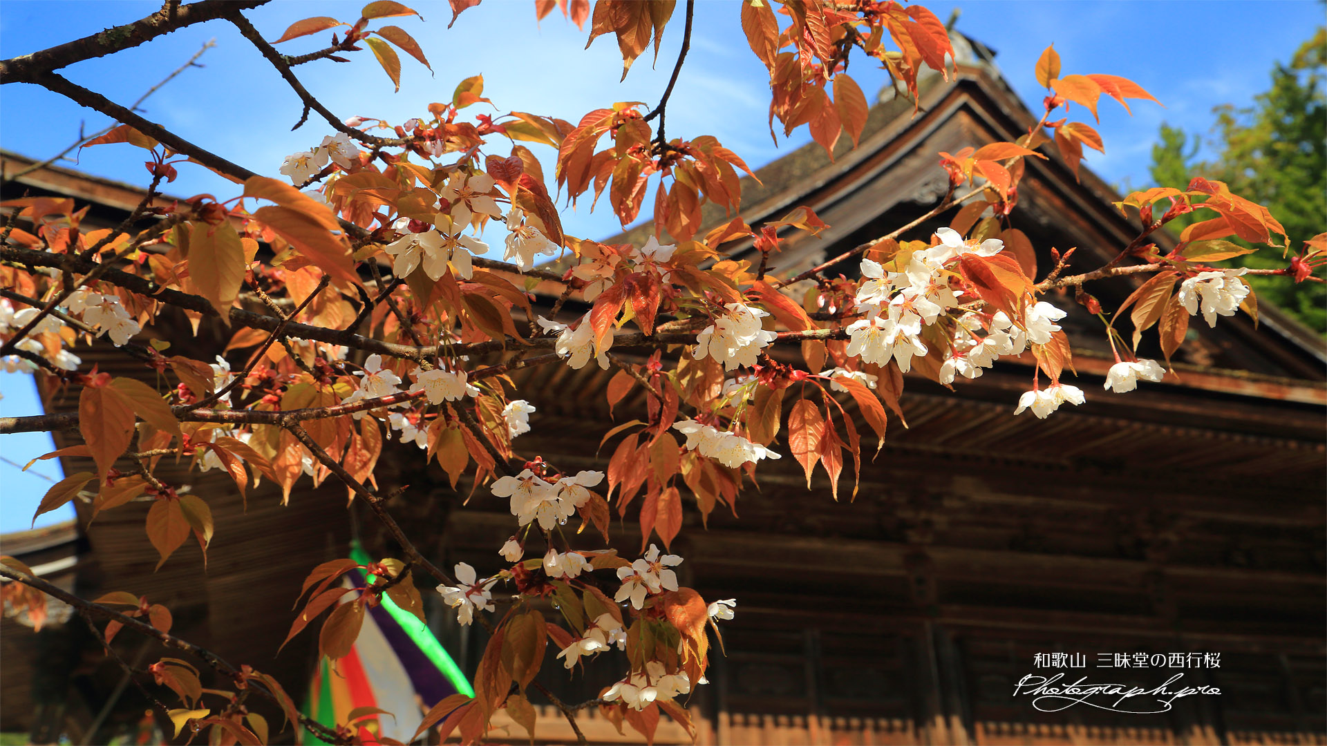 三昧堂の西行桜