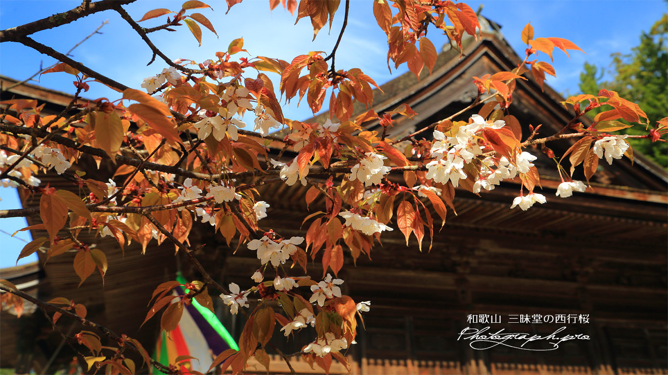 三昧堂の西行桜 壁紙