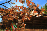 三昧堂の西行桜