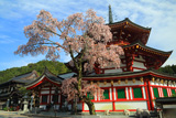 高野山 成福院の桜