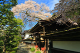 清浄心院の傘桜