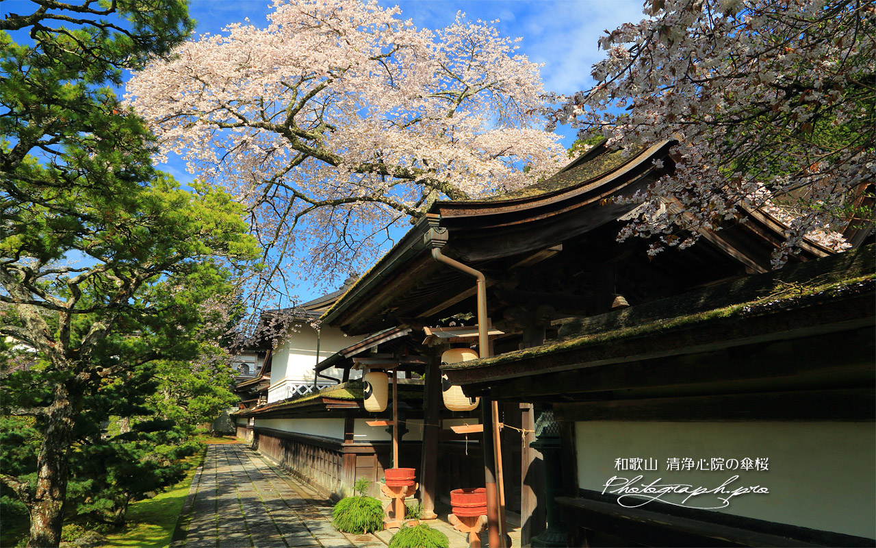 清浄心院の傘桜 壁紙