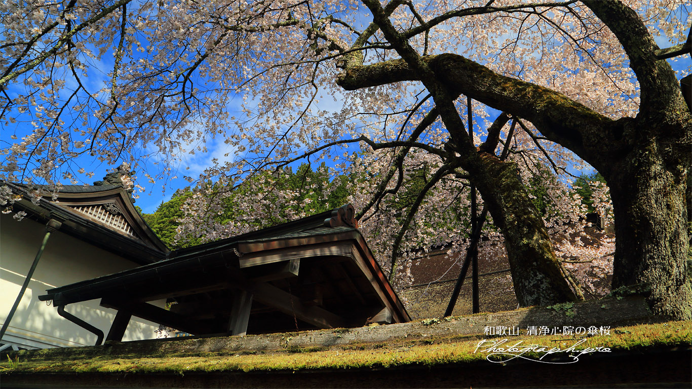 清浄心院の傘桜 壁紙