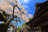 清浄心院の傘桜