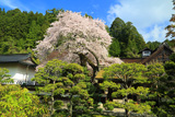 清浄心院の傘桜