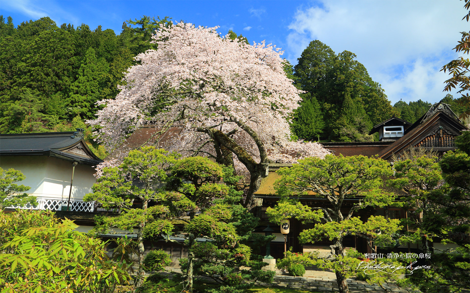 清浄心院の傘桜