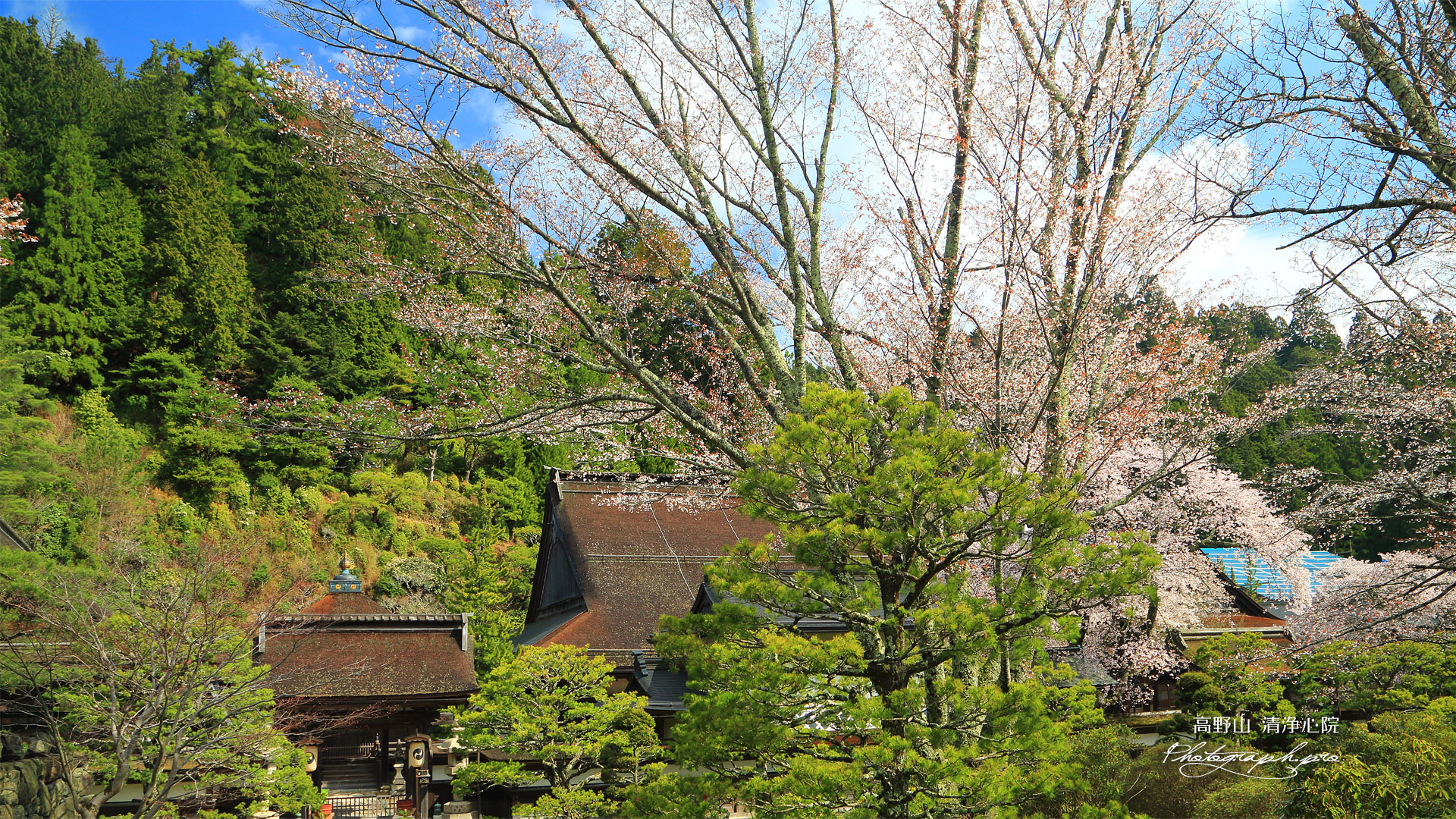 高野山 清浄心院の桜