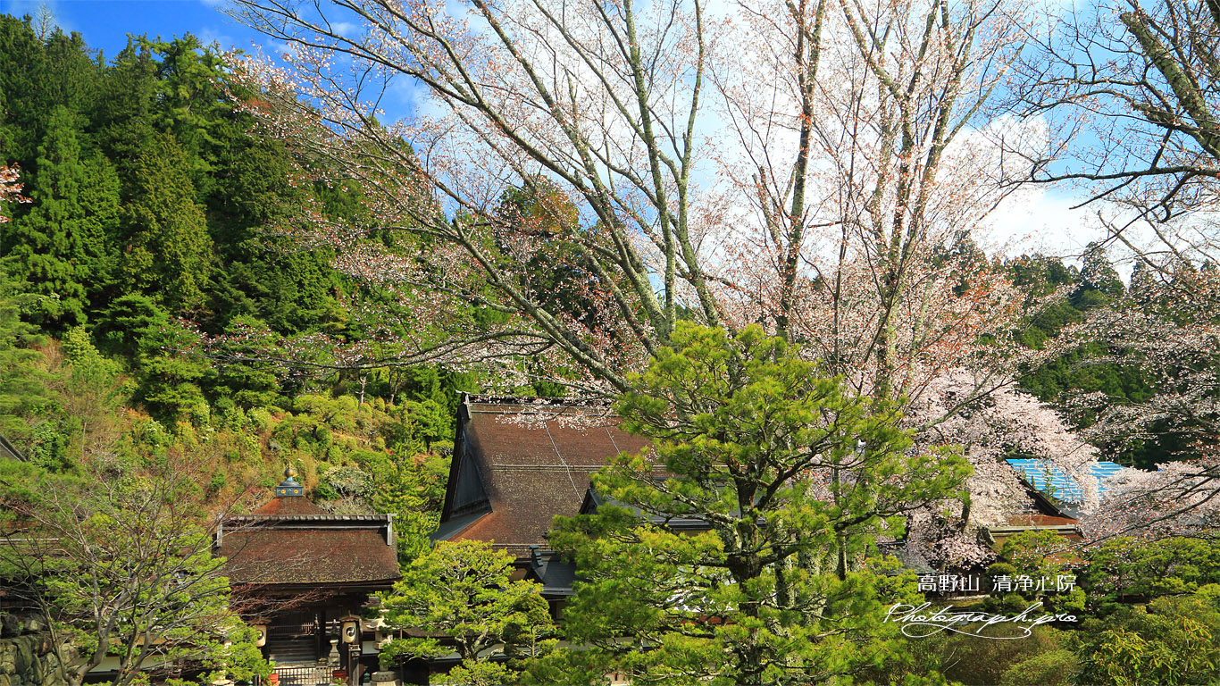高野山 清浄心院の桜 壁紙