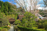 高野山 清浄心院の桜