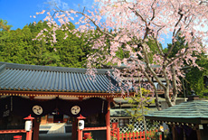 aaa