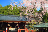 高野山の桜