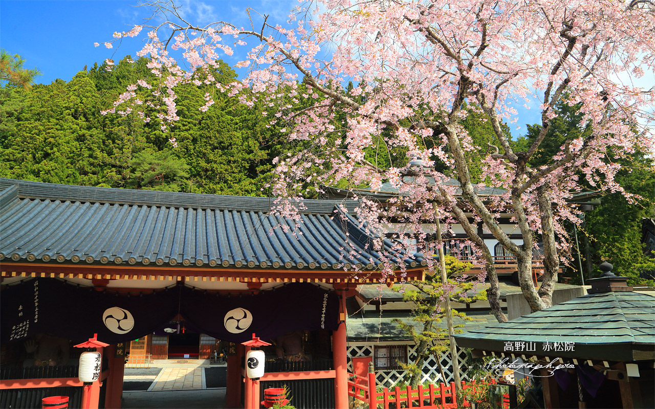 高野山 赤松院の桜 壁紙