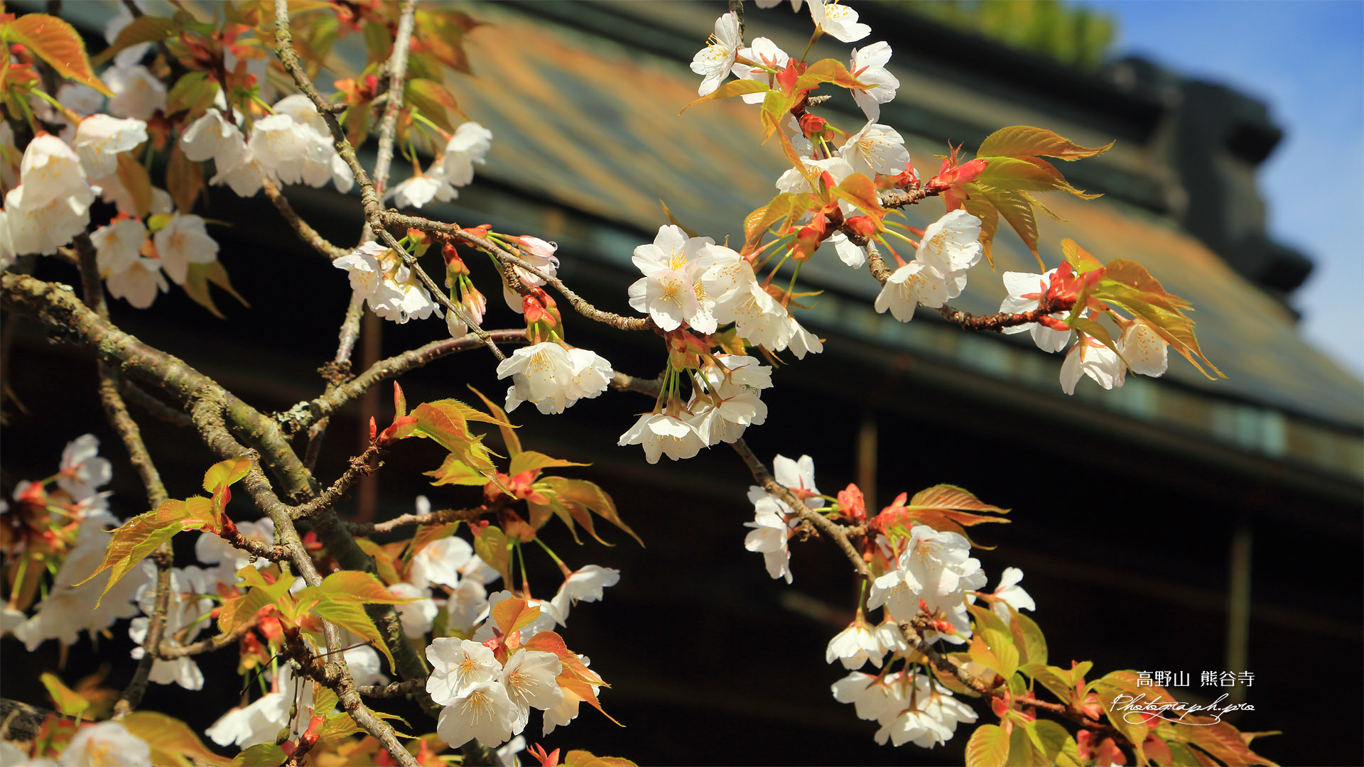 高野山 熊谷寺の桜