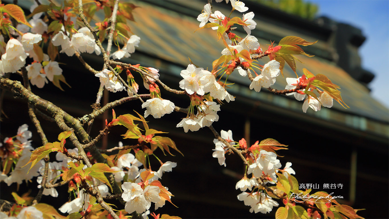 高野山 熊谷寺の桜 壁紙